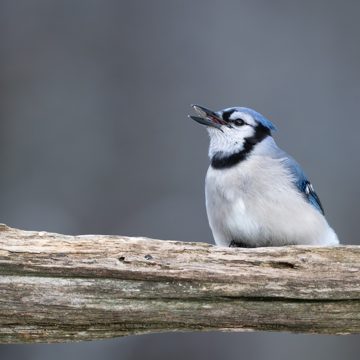 Blue Jay - ML647509114