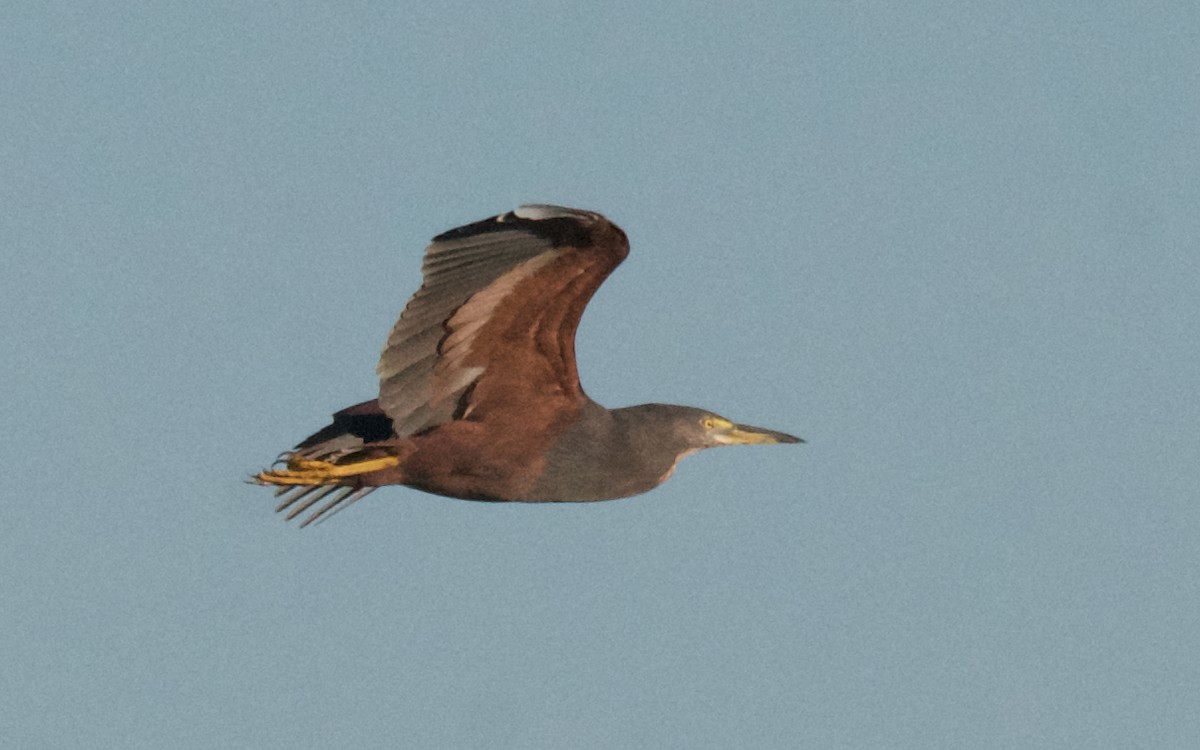 rustbukhegre - ML647509156