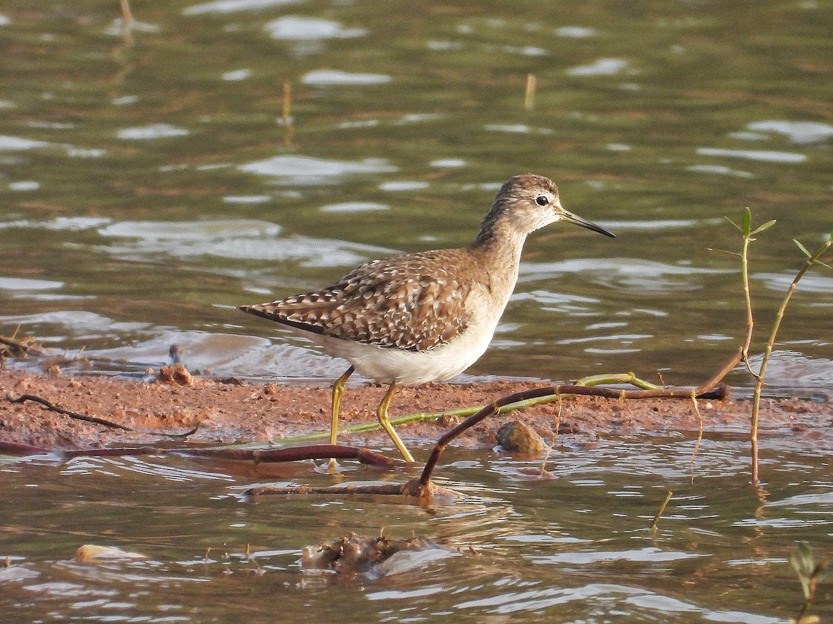 Wood Sandpiper - ML647509172