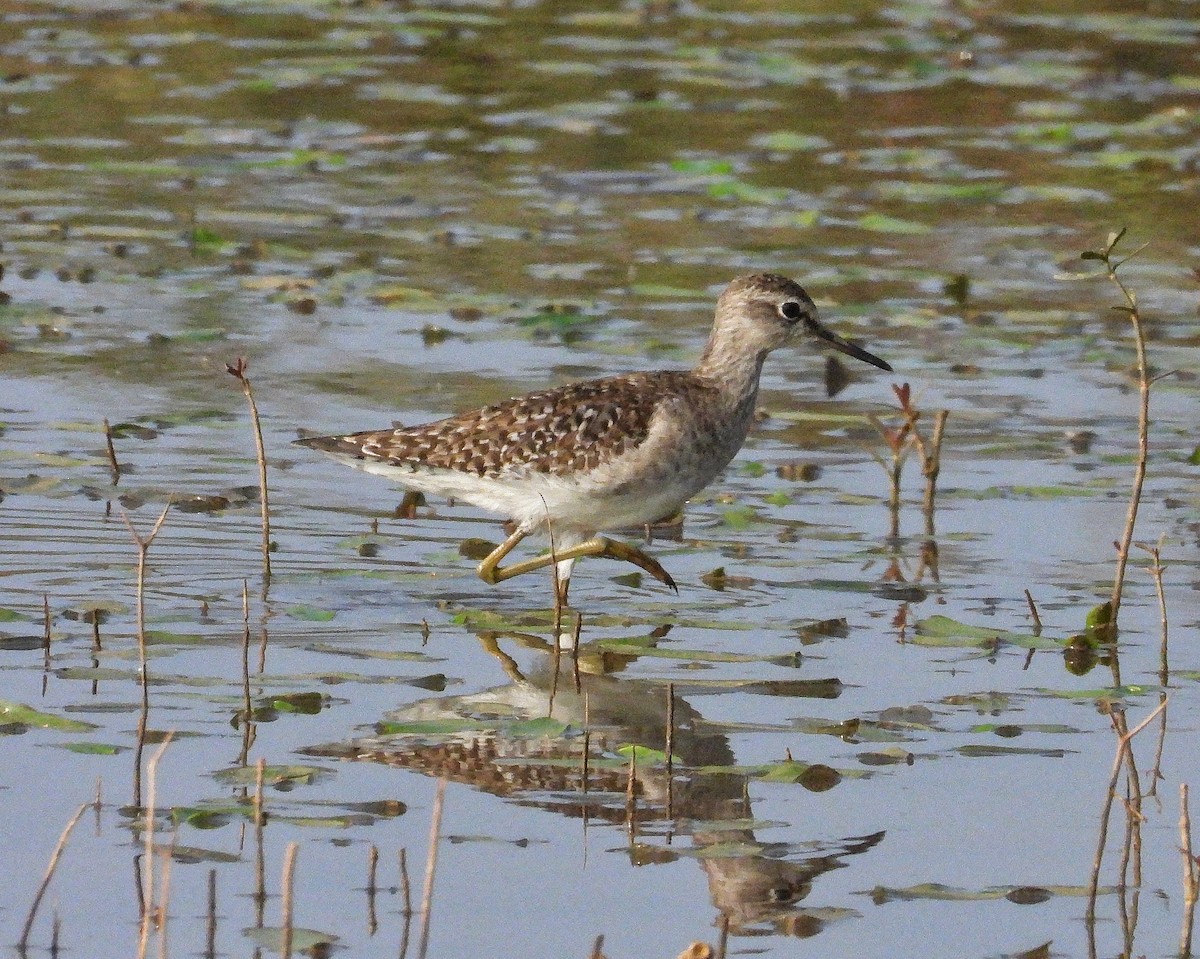 Wood Sandpiper - ML647509173