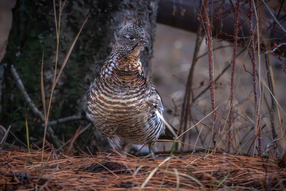 jeřábek kanadský - ML647509174