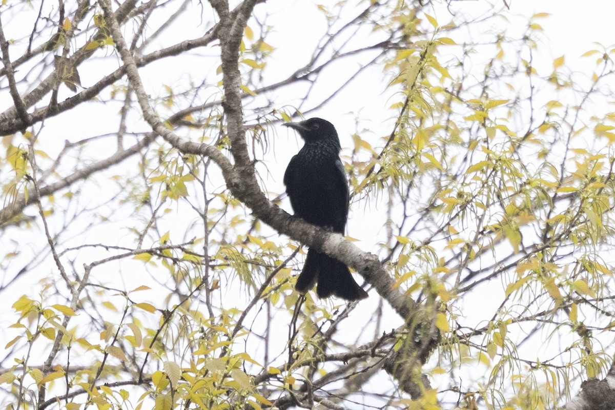 Hair-crested Drongo (Hair-crested) - ML647509185