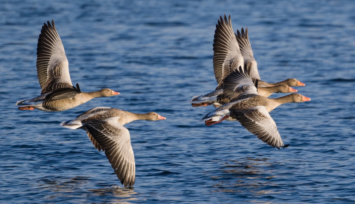 Graylag Goose - ML647509206