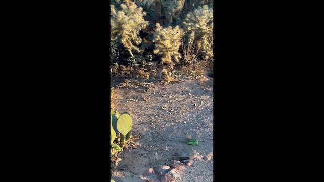 Greater Roadrunner - ML647509216