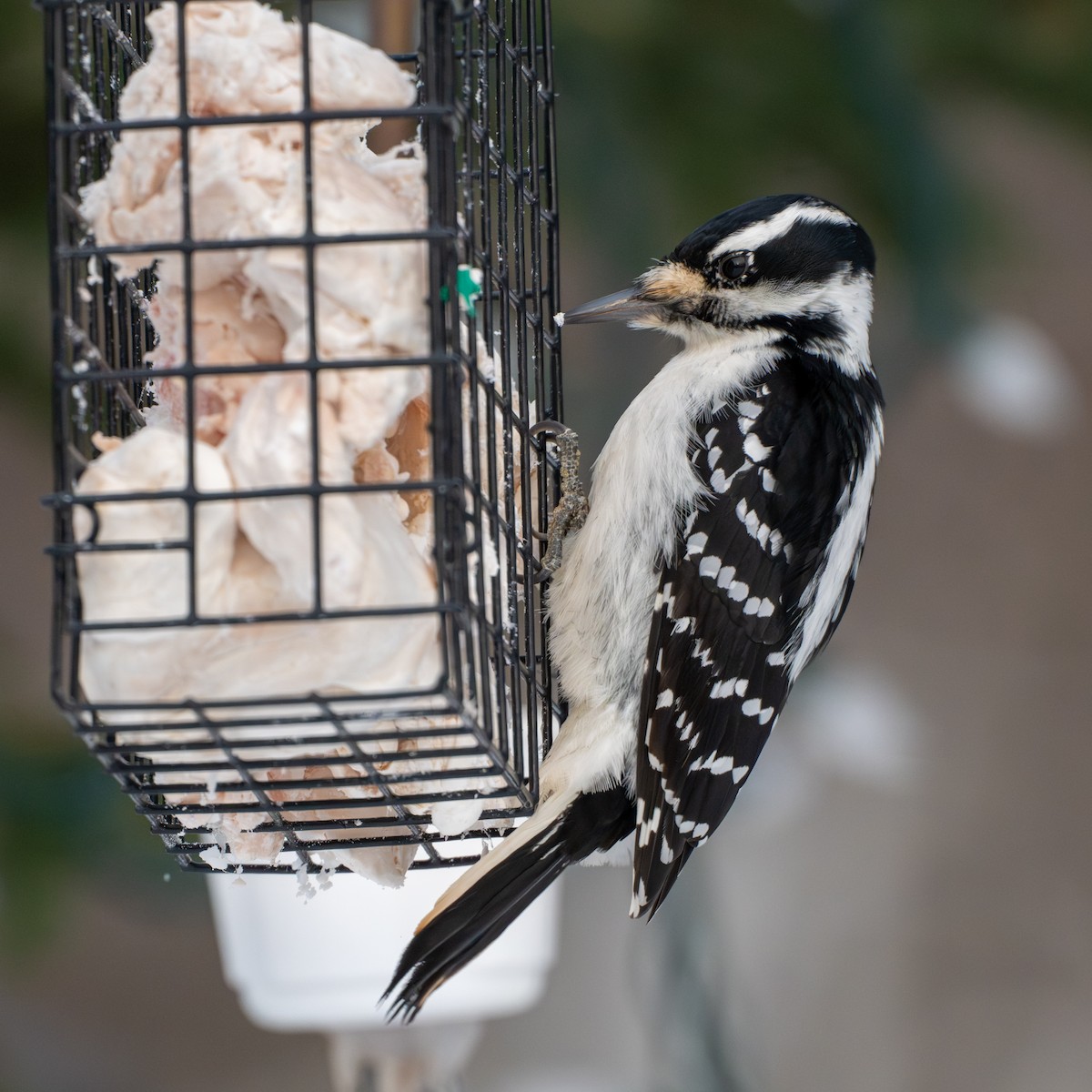 Hairy Woodpecker - ML647509261