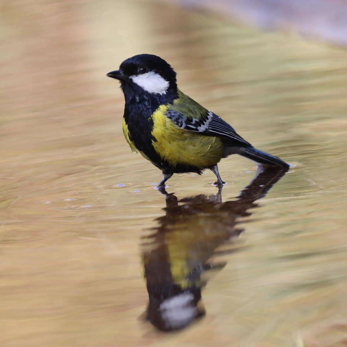 Mésange montagnarde - ML647509263