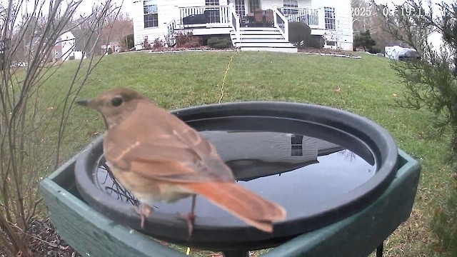 Hermit Thrush - ML647509264