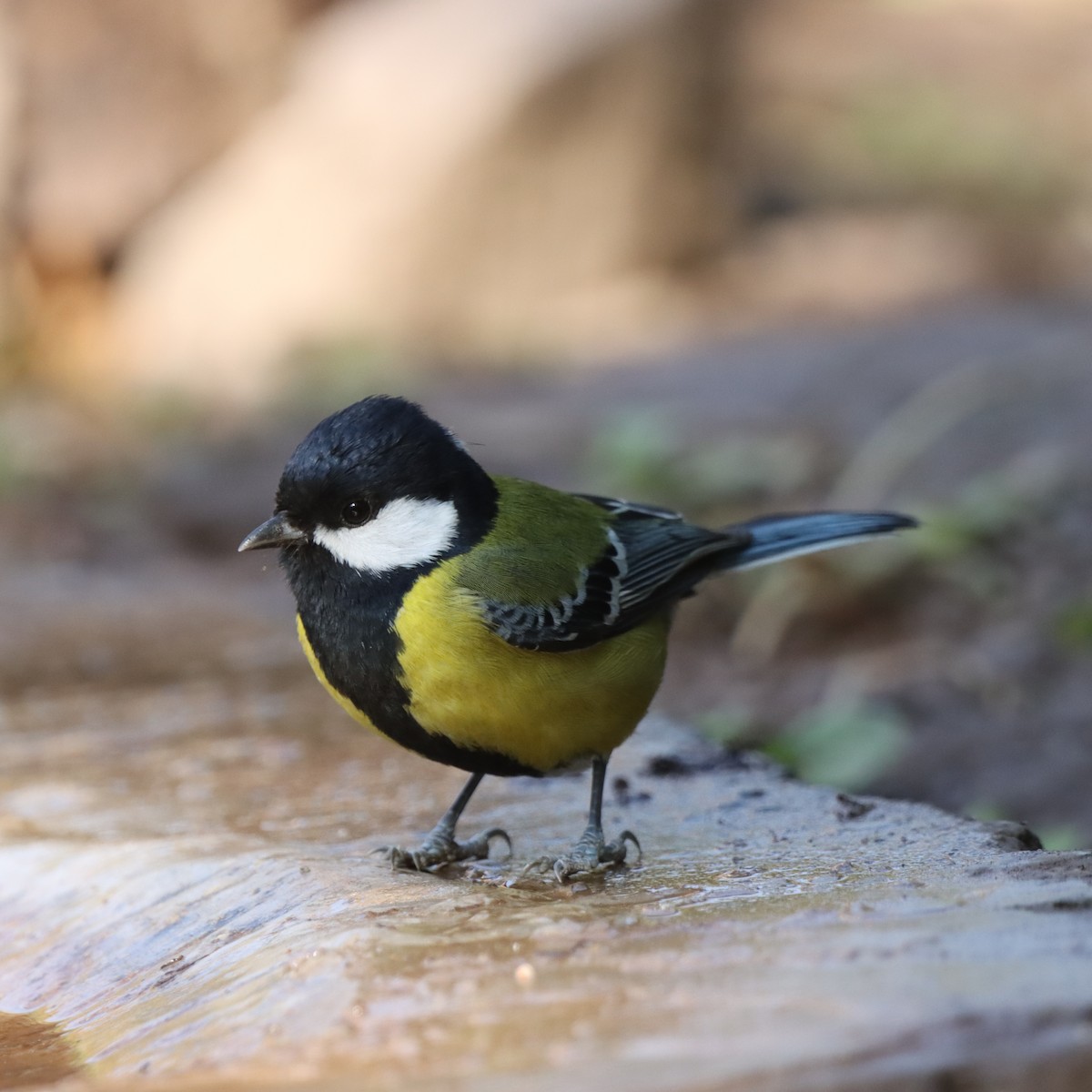 Mésange montagnarde - ML647509273