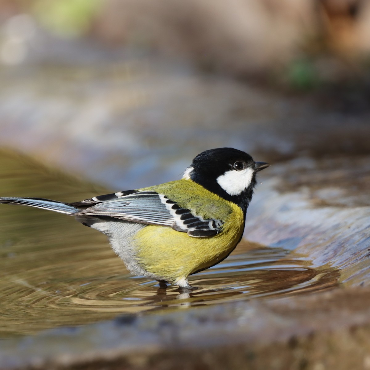 Mésange montagnarde - ML647509283