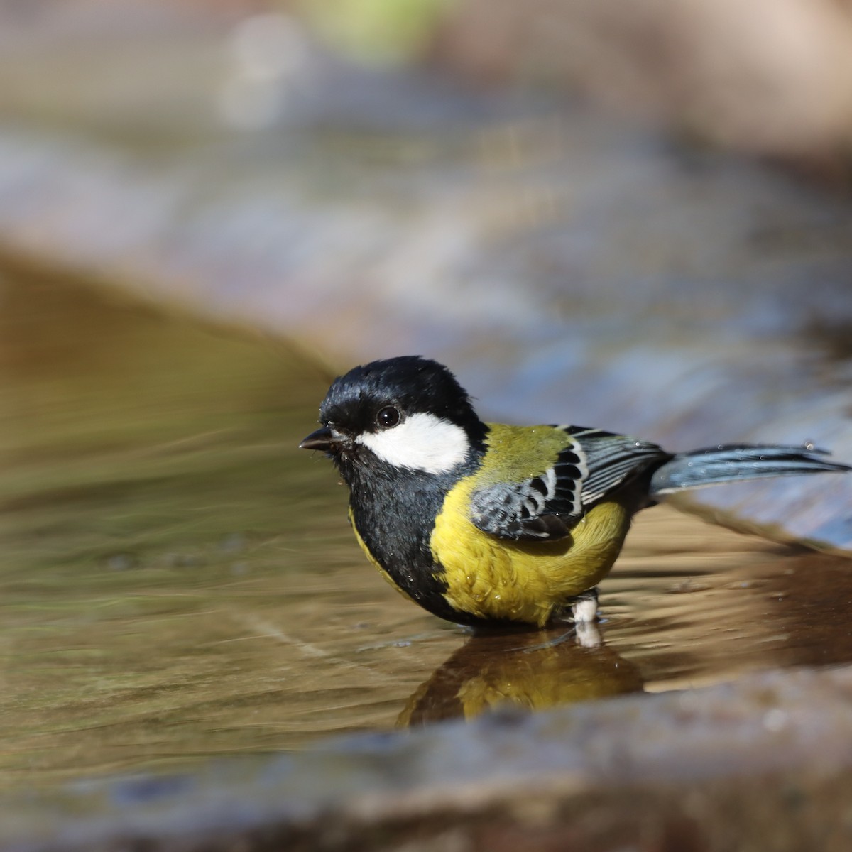 Mésange montagnarde - ML647509285