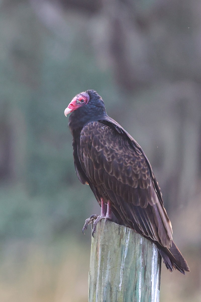 Turkey Vulture - ML647509291