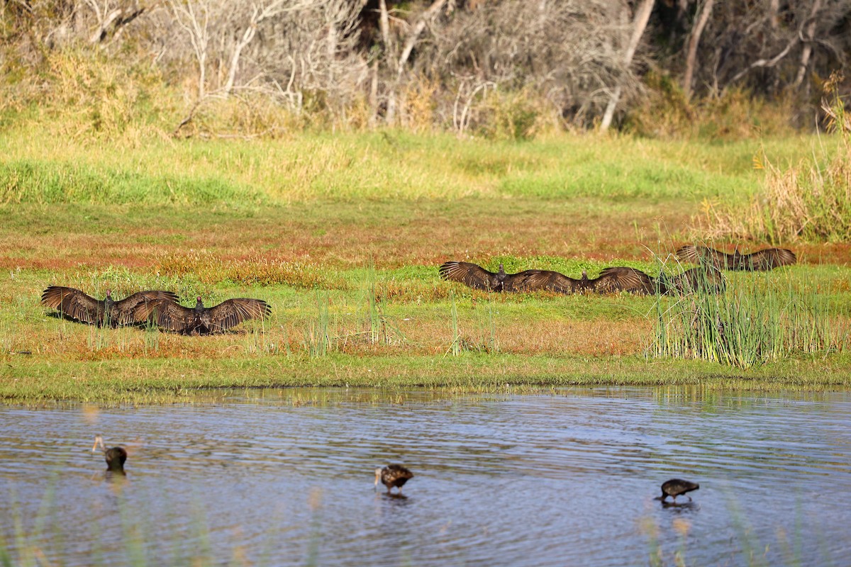Turkey Vulture - ML647509292