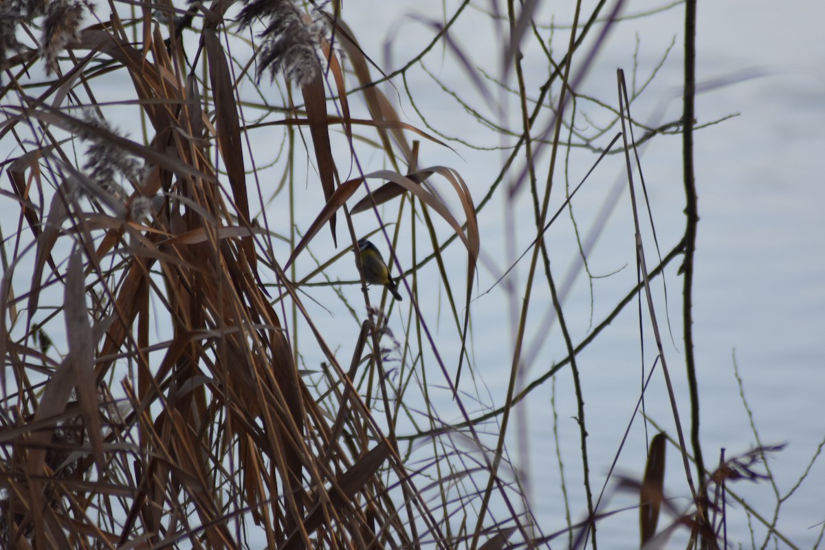 Eurasian Blue Tit - ML647509322