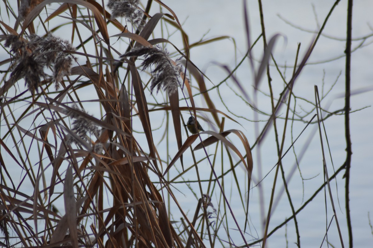 Eurasian Blue Tit - ML647509323