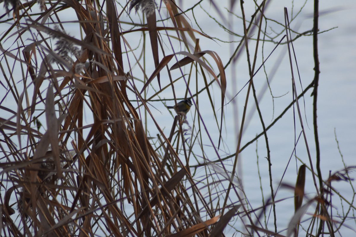 Eurasian Blue Tit - ML647509324