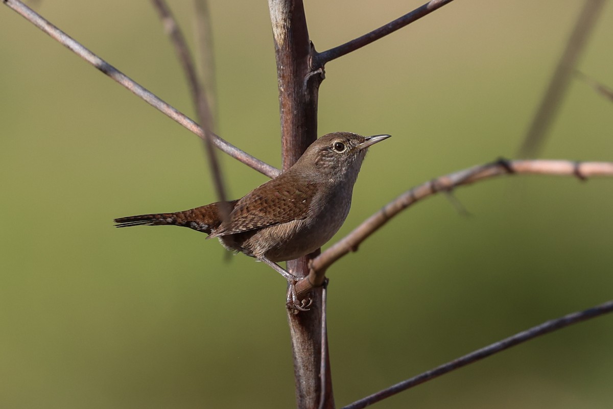 Northern House Wren - ML647509330