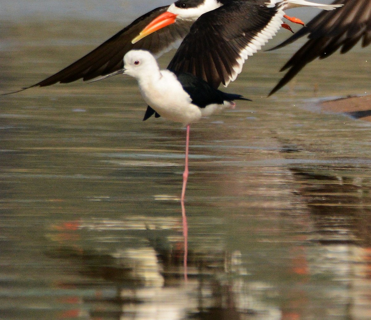 Black-winged Stilt - ML647509334