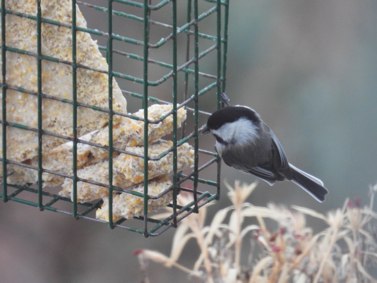 Black-capped Chickadee - ML647509338