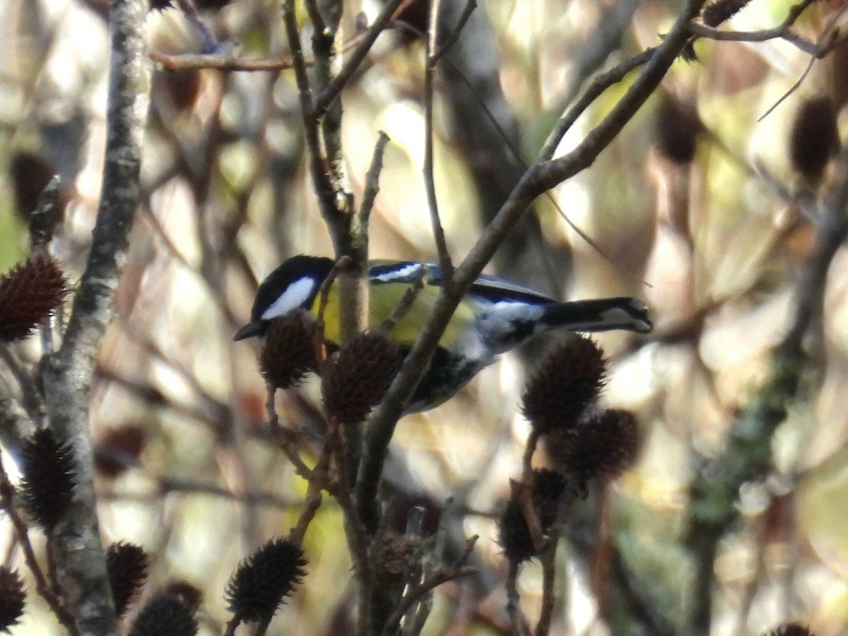 Mésange montagnarde - ML647509393