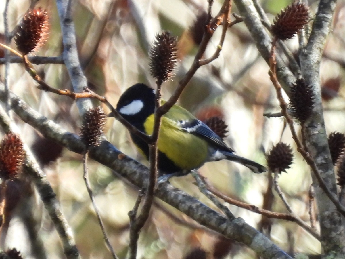 Mésange montagnarde - ML647509394