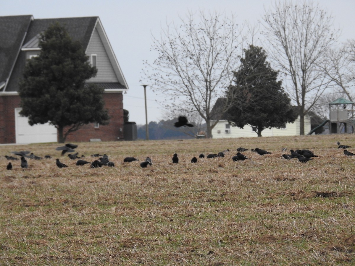 ウオガラス - ML647509413