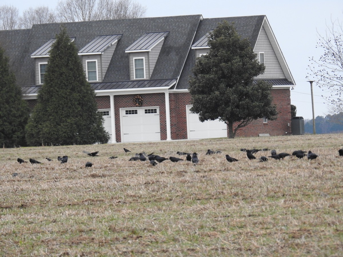 ウオガラス - ML647509414