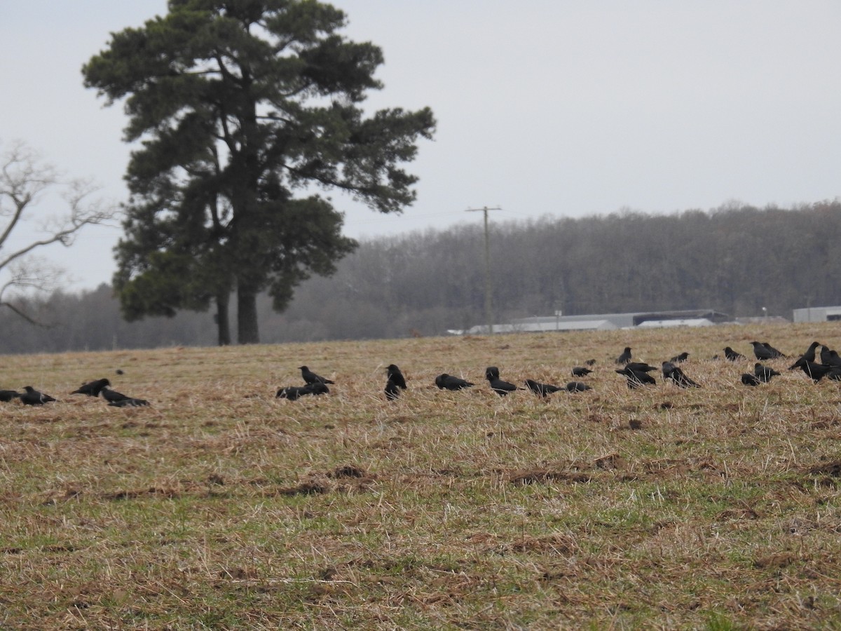 ウオガラス - ML647509415