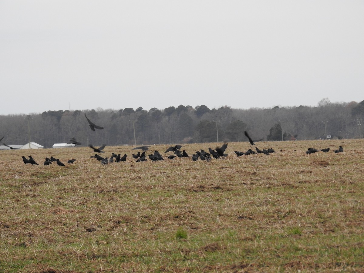 ウオガラス - ML647509416