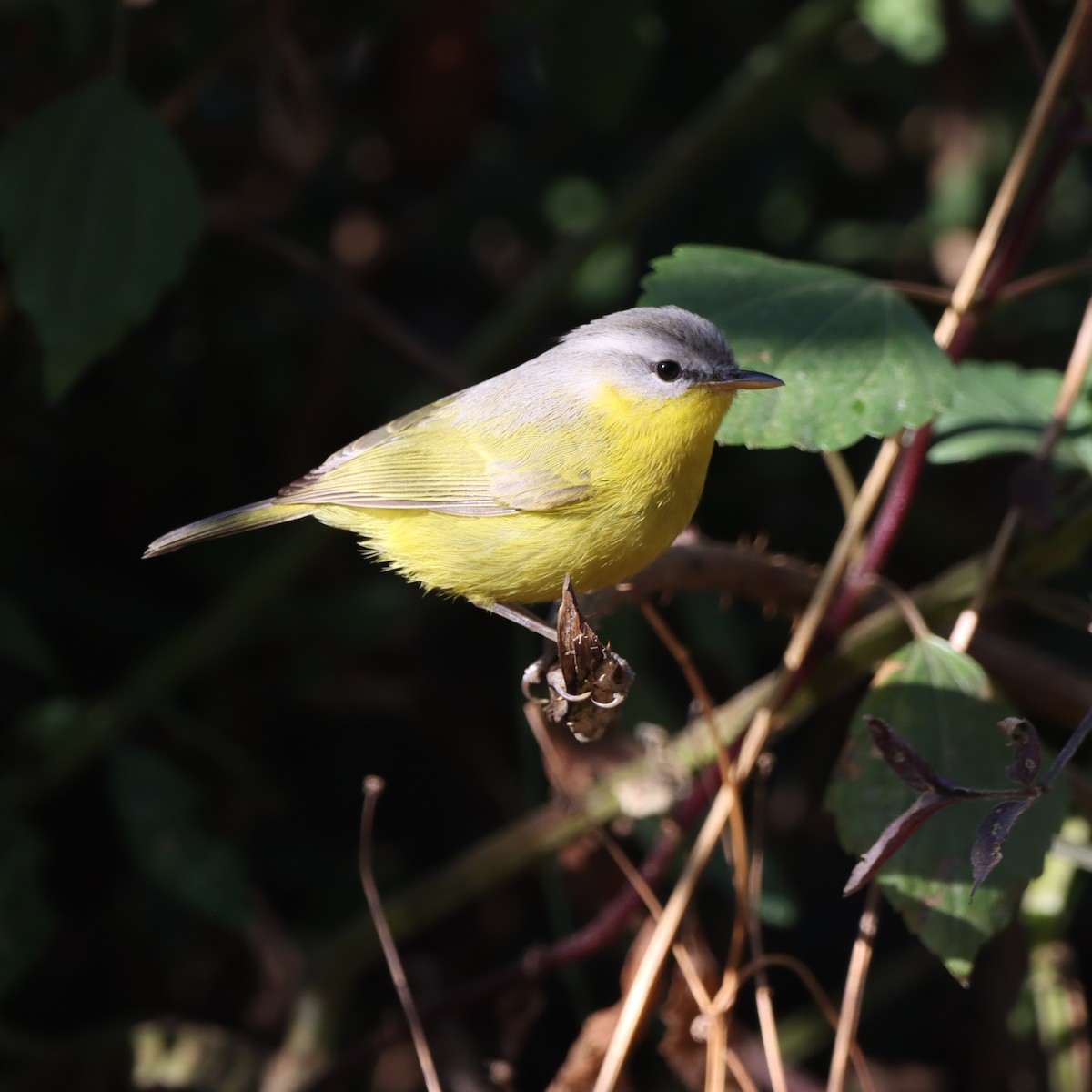 Gray-hooded Warbler - ML647509421