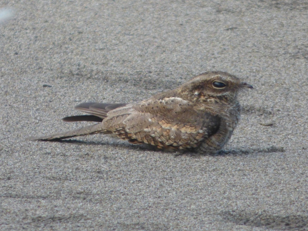Ladder-tailed Nightjar - ML647509423