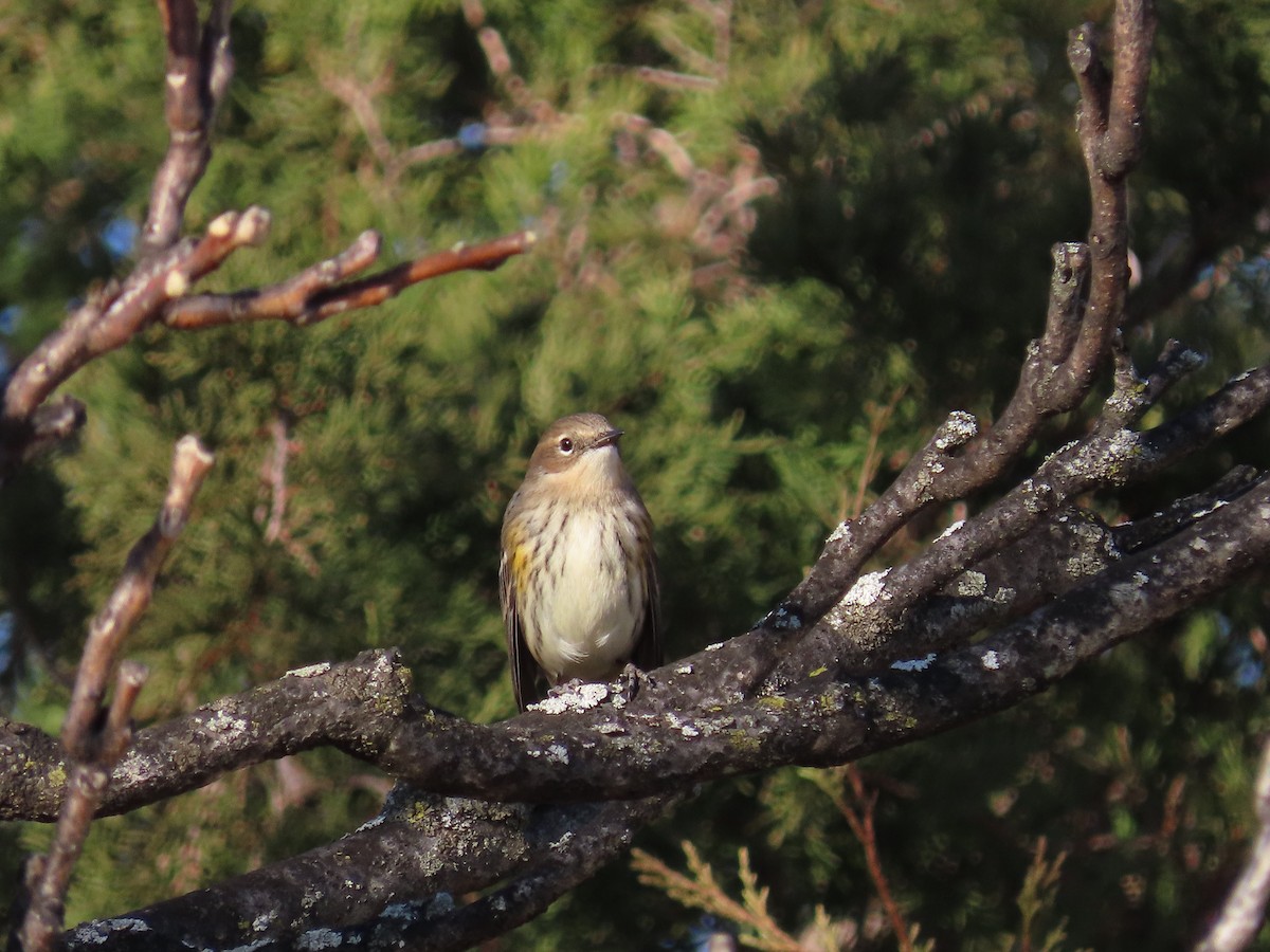 キヅタアメリカムシクイ - ML647509424