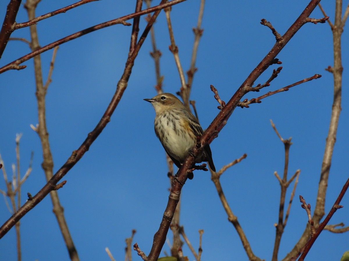 キヅタアメリカムシクイ - ML647509425