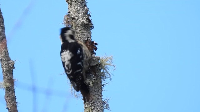 Gray-capped Pygmy Woodpecker - ML647509430