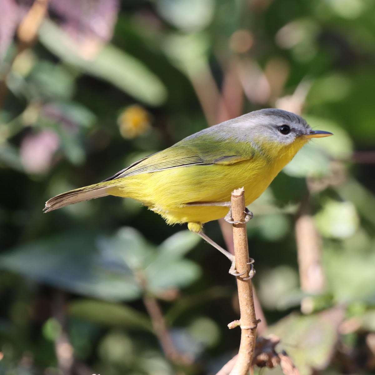 Gray-hooded Warbler - ML647509435