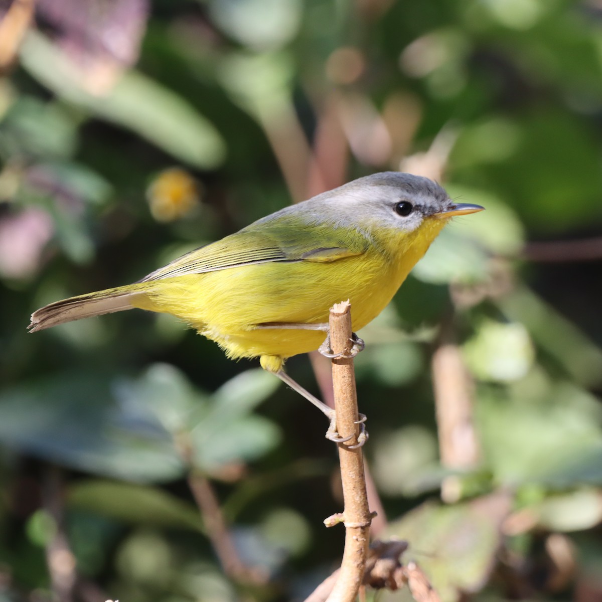 Gray-hooded Warbler - ML647509442