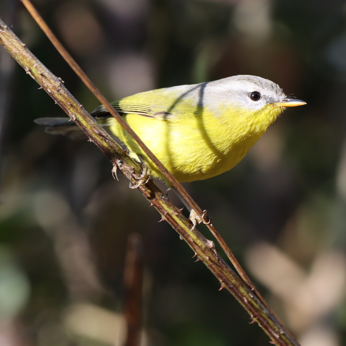 Gray-hooded Warbler - ML647509465