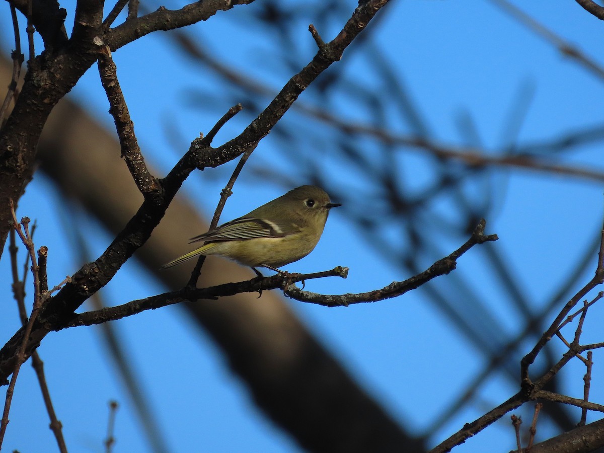 ルビーキクイタダキ - ML647509471