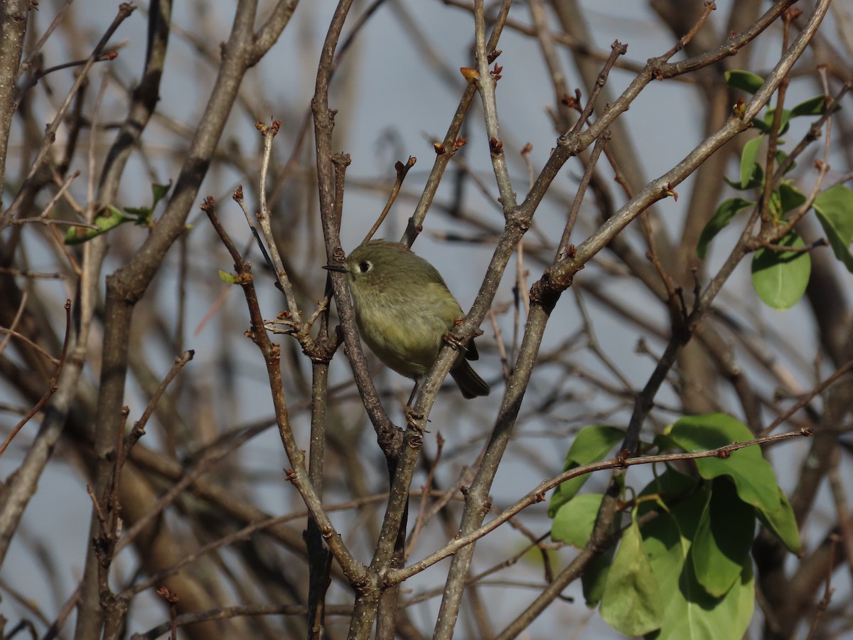 ルビーキクイタダキ - ML647509472