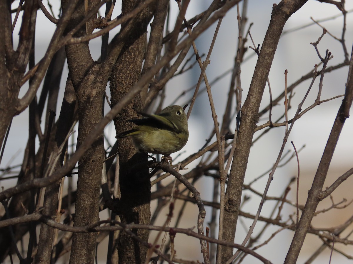 ルビーキクイタダキ - ML647509473