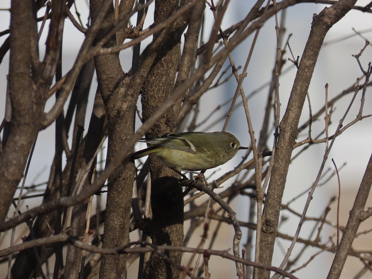 ルビーキクイタダキ - ML647509474