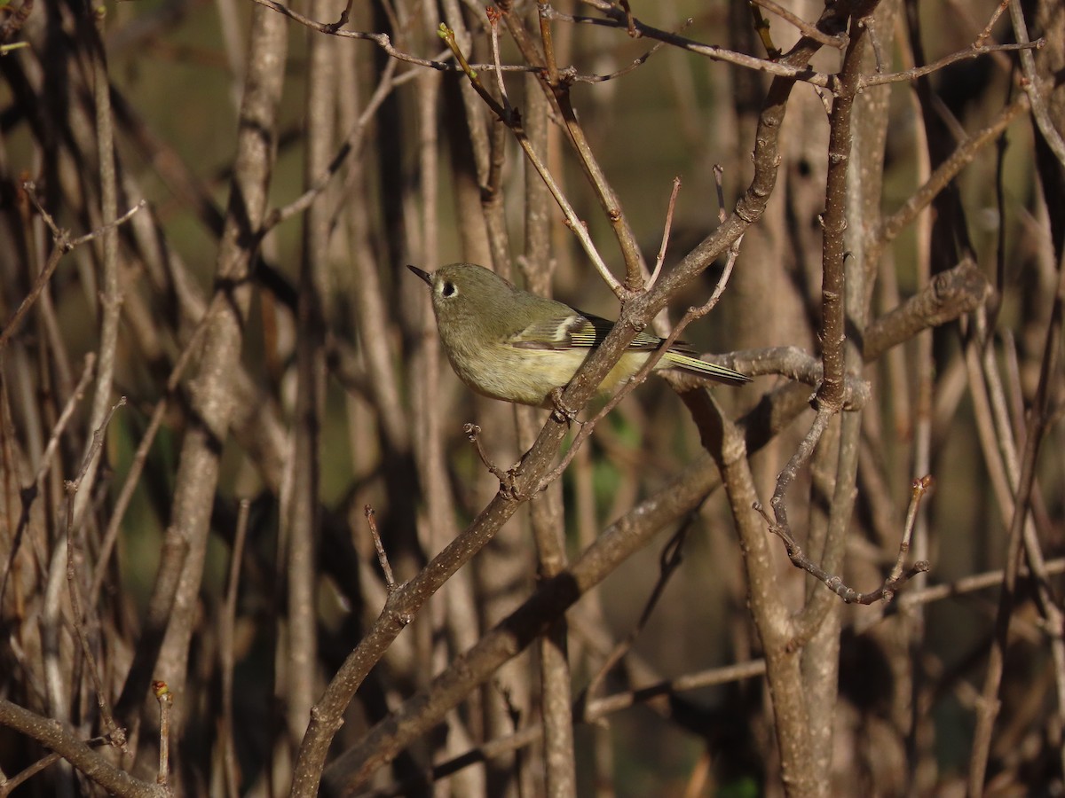 ルビーキクイタダキ - ML647509475