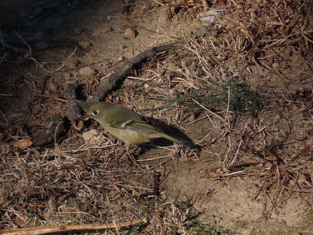 ルビーキクイタダキ - ML647509476