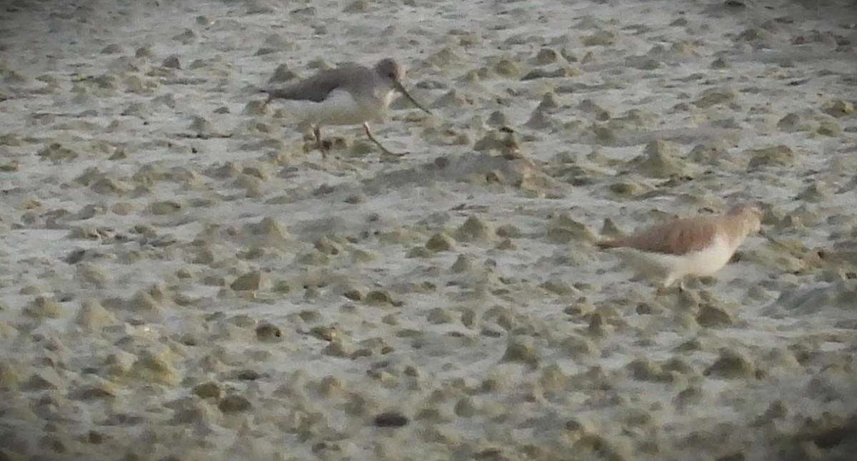 Terek Sandpiper - ML647509490