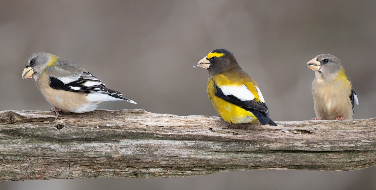 Evening Grosbeak - ML647509493