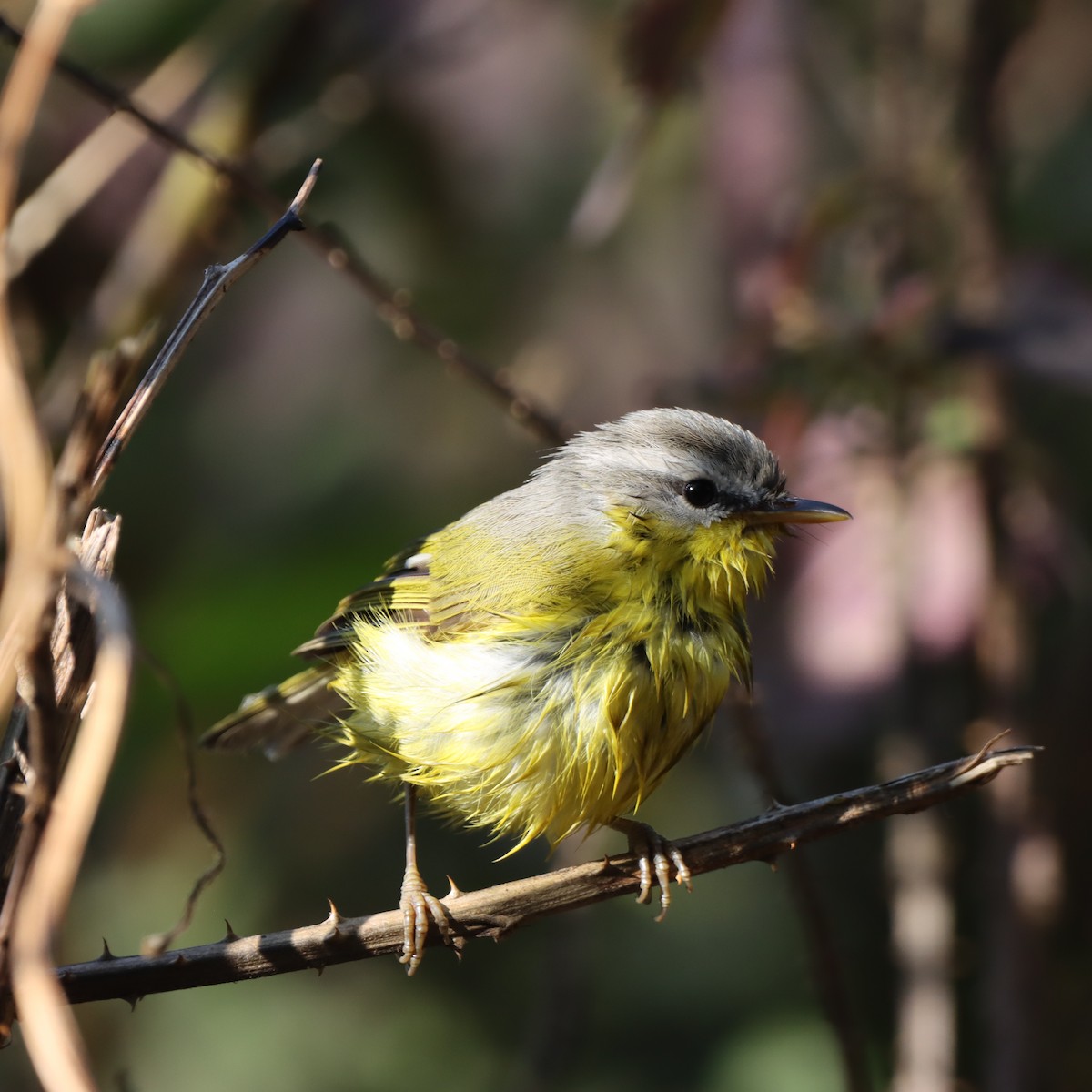 Gray-hooded Warbler - ML647509496
