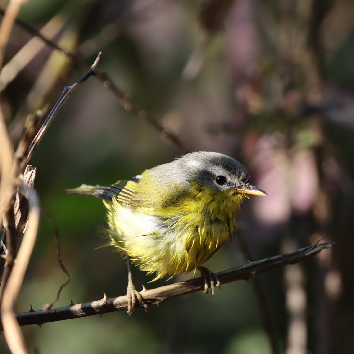 Gray-hooded Warbler - ML647509502