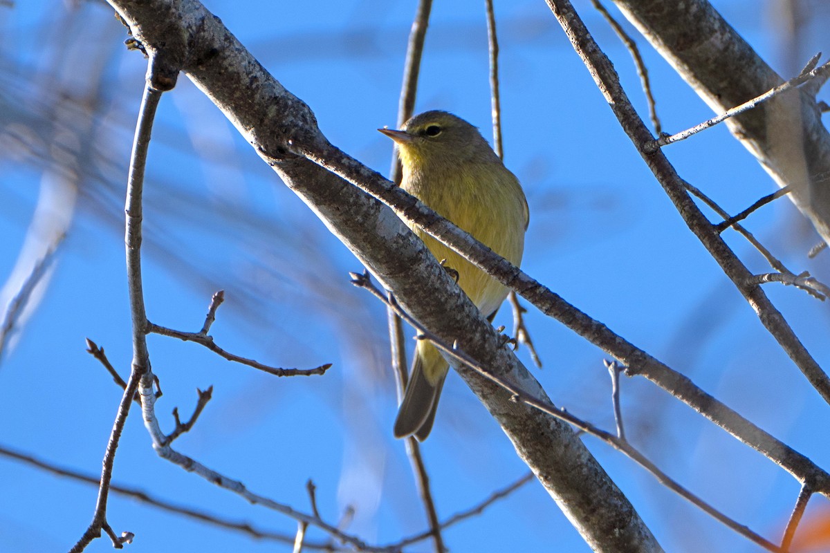 サメズアカアメリカムシクイ - ML647509505