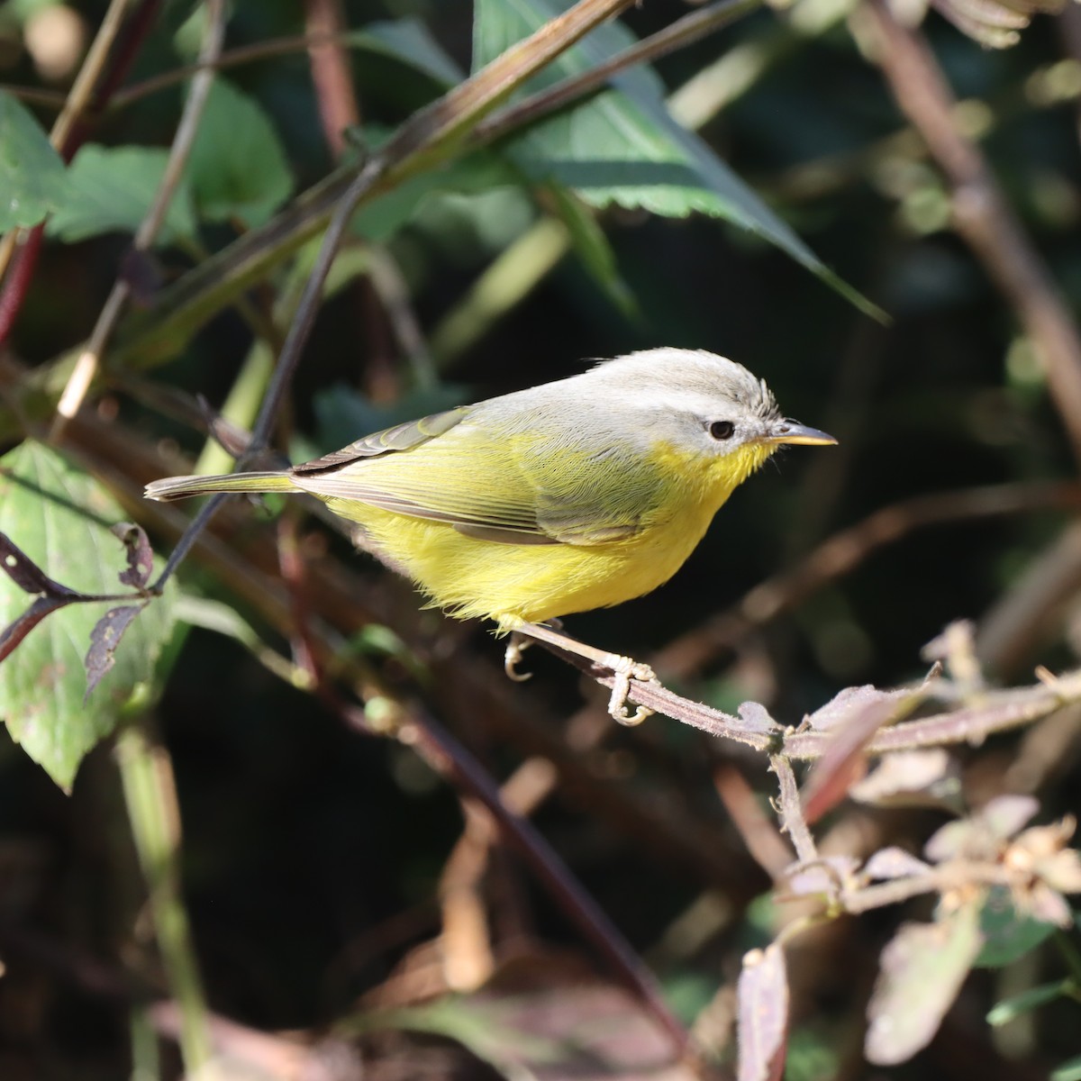 Gray-hooded Warbler - ML647509507