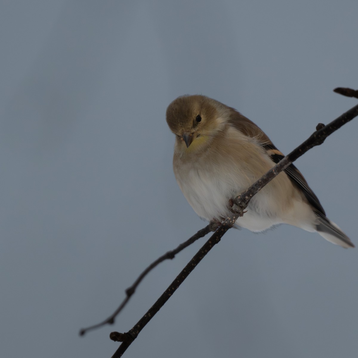 American Goldfinch - ML647509529