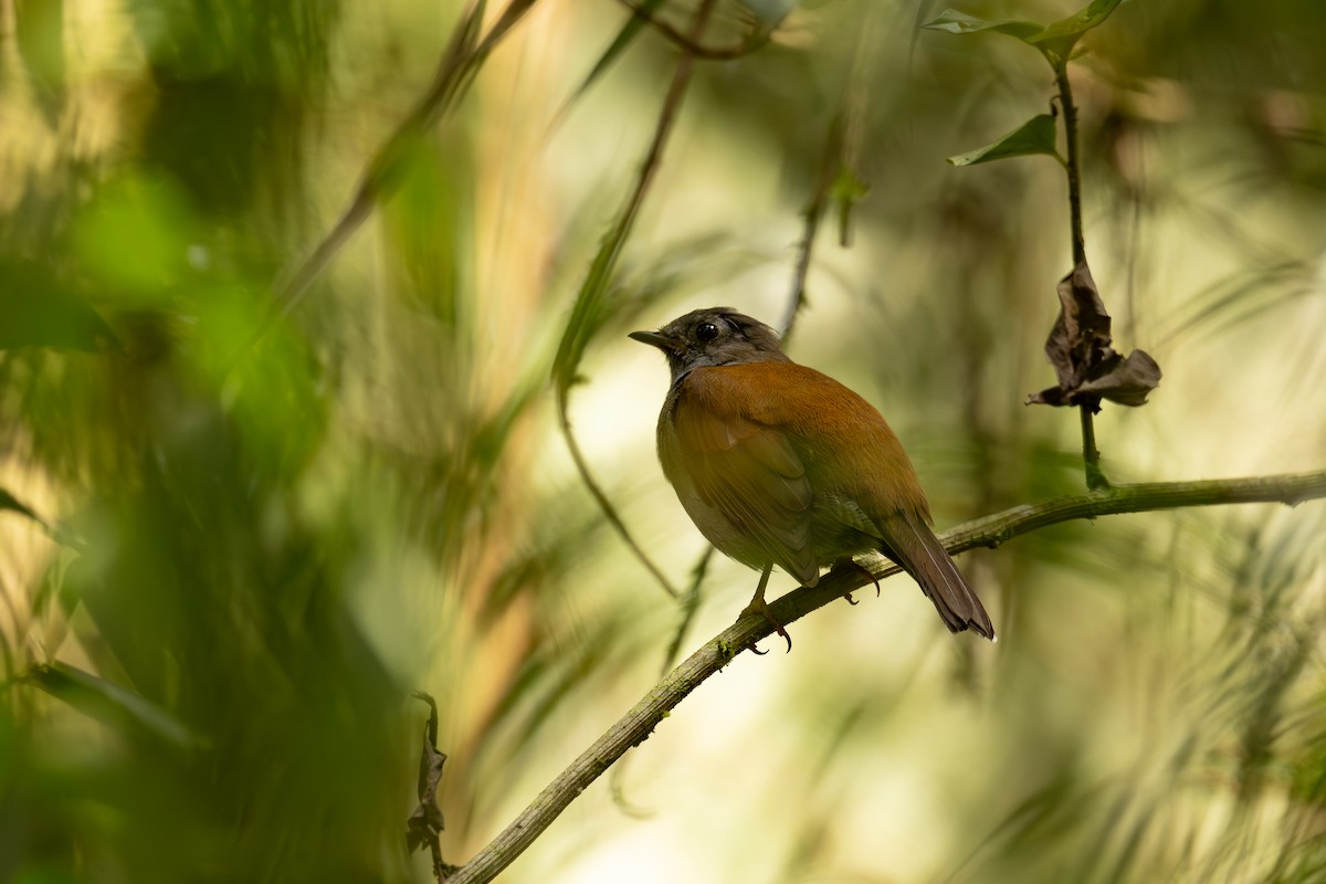 Andean Solitaire - ML647509533